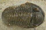 Detailed Proetid (Gerastos) Trilobite Fossil - Morocco #340253-1